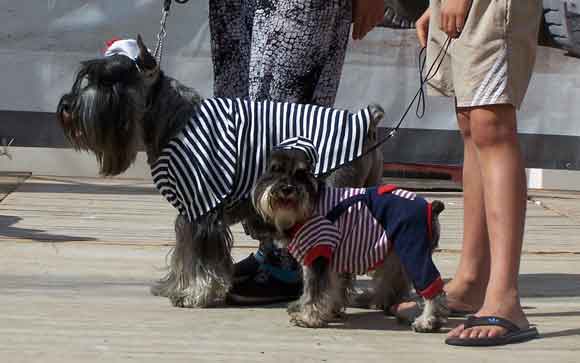 выставка собак