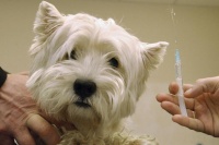 вакцинация собак и кошек против бешенства