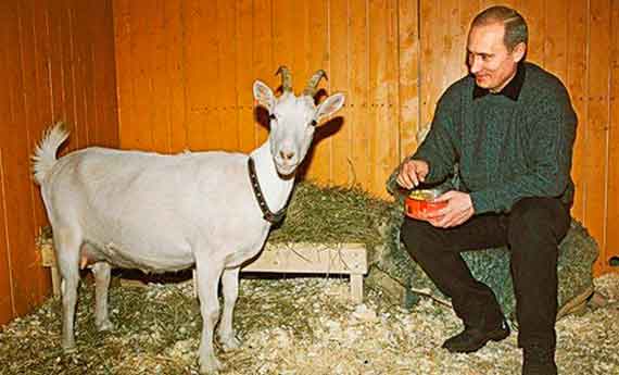 Путин и коза