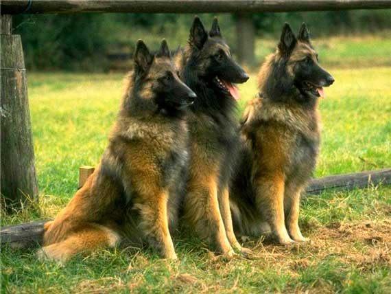 Бельгийские овчарки (Belgian Sheepdog)