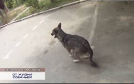 В Севастополе собаку вытолкнули из окна пятиэтажки