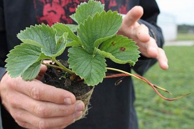 рассада клубники