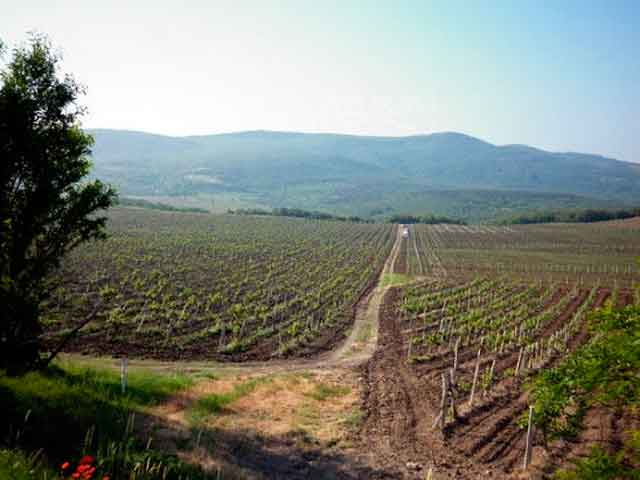 Балаклава, Золотая балка, виноградники