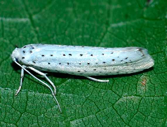 некарантинный вредитель – Yponomeuta evonymella L. - Горностаевая черемуховая моль