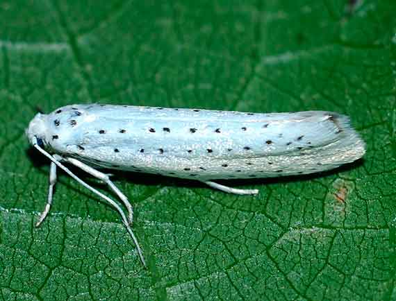 некарантинный вредитель – Yponomeuta evonymella L. - Горностаевая черемуховая моль