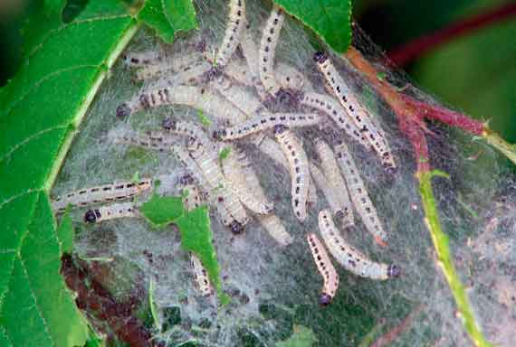 некарантинный вредитель – Yponomeuta evonymella L. - Горностаевая черемуховая моль