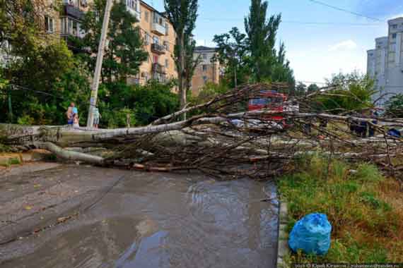 Вчера в Севастополе падали тополя