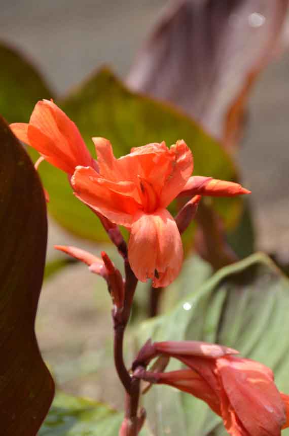 канны