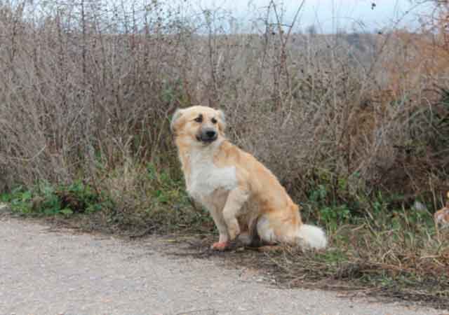 С людьми пёс держит дистанцию, храня верность своему неизвестному бывшему хозяину.