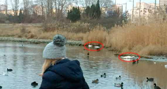 В Севастополе на пляже Омега погибли девять лебедей.