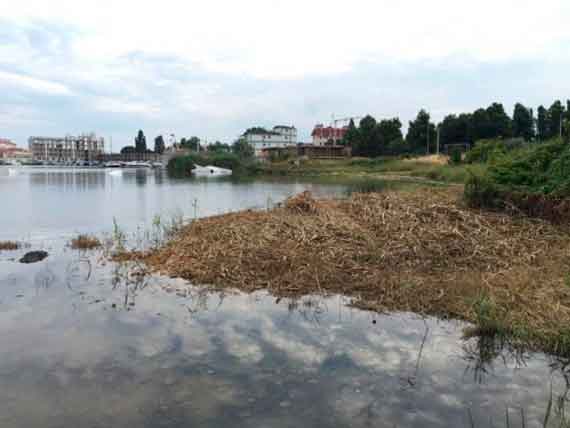 В верхней части бухты Круглая у городского пляжа «Омега» неизвестные скосили весь тростник, нарушив экосистему этого места. А жители района уверены - место расчистили для очередного шалмана или водных аттракционов.