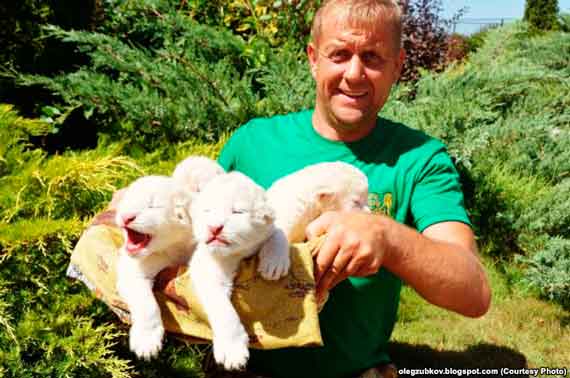 Олег Зубков и новорожденные львята Режиссер, Царь, Матильда и Няша