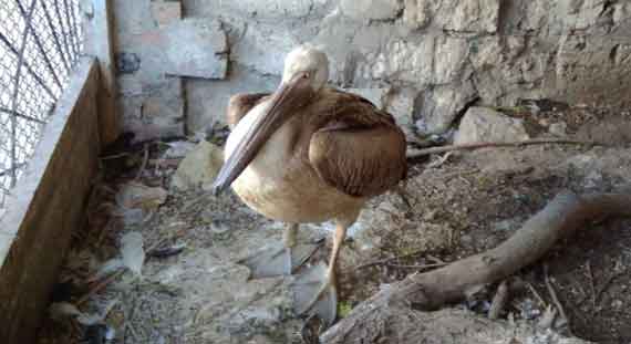 Розовый пеликан – водоплавающая птица, в народе называемая «баба-бура» или «баба-птица»