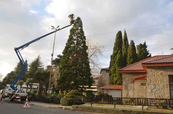 Красавец секвойядендрон, растущий у главного входа в Никитский сад, украсили игрушками, выполненными руками детей
