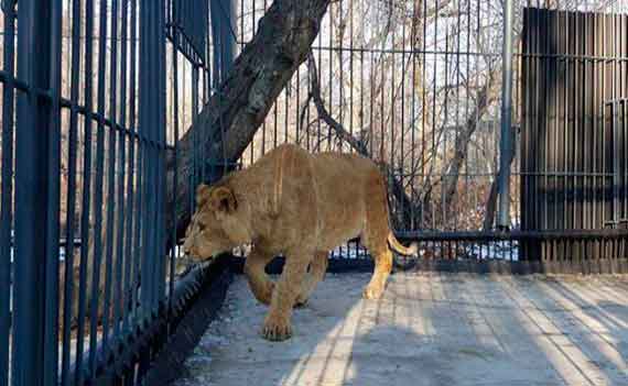 Путешествие из Крыма в Приморский край совершили 4 африканских льва. Животные родились и выросли на полуострове, в парке «Тайган», но пришло время выпустить их в дикую среду сафари-парка.