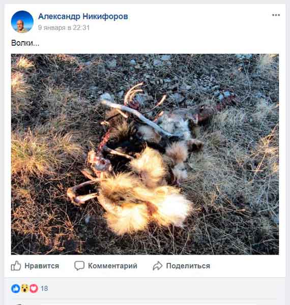 Темпы прироста поголовья волков поражают воображение сотрудников Крымского заповедника. Об этом сообщил 9 января в Facebook научный сотрудник Никитского ботсада, охотник Александр Никифоров, сопроводив свой пост устрашающей фотографией останков лисицы или собаки - по его мнению, съеденной волками