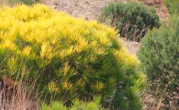 В Севастополе обнаружили уникальную голландскую сосну с жёлтой хвоей