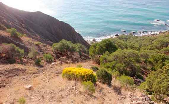 Эксперты считают, что летом сосна оставалась незамеченной из-за отсутствия желтого окраса. Он проявляется исключительно зимой