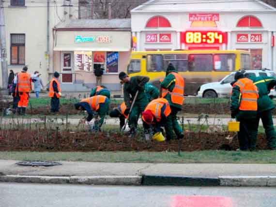 В Севастополе работники ГБУ «Парки и скверы» начали массово высаживать луковицы тюльпанов на городских клумбах.