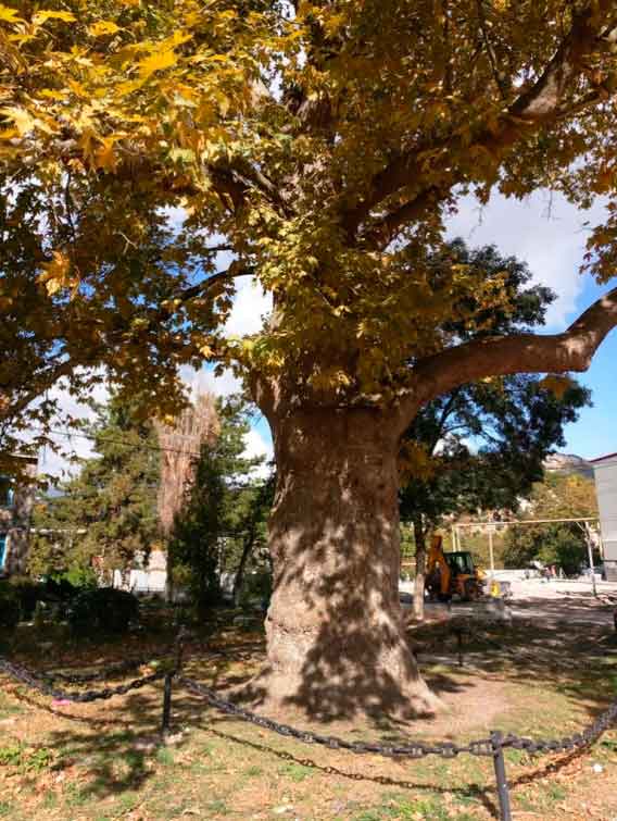 Платан восточный (Platanus orientalis), уже около 250 лет произростающий на ул. Зеленой в с. Терновка, занесен в реестр под №667. По легенде посажен в конце XVII века академиком Петербургской Академии Наук Петером Симоном Палласом, которому Екатерина II подарила земли в Терновке. Изображен на гербе и флаге 