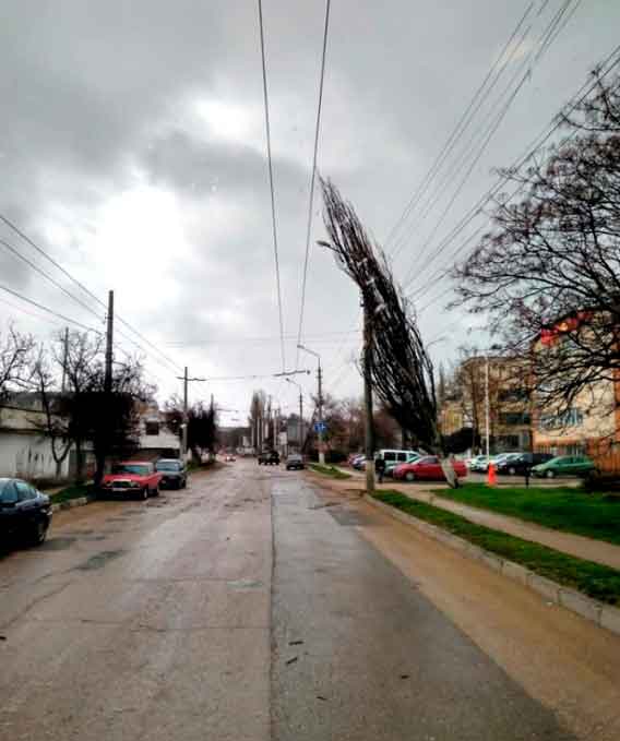 Сломанный тополь на ул. Токарева 
