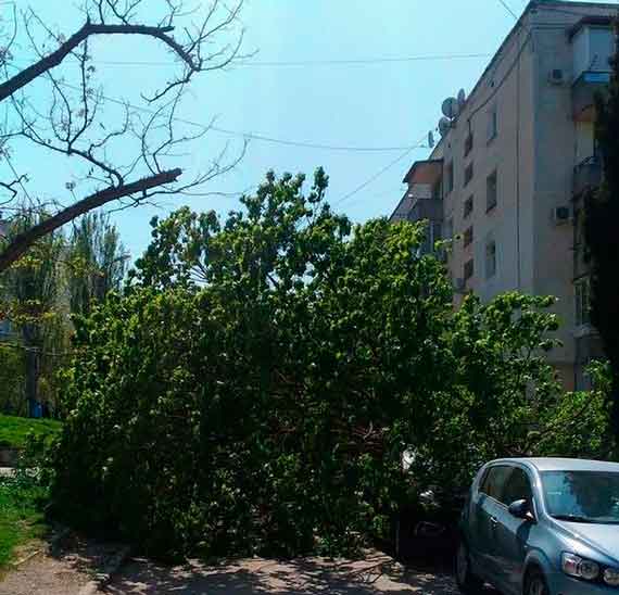 дерево могло упасть из-за сильного ветра