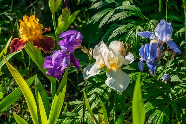 в Никитском саду стартует Карнавал ирисов