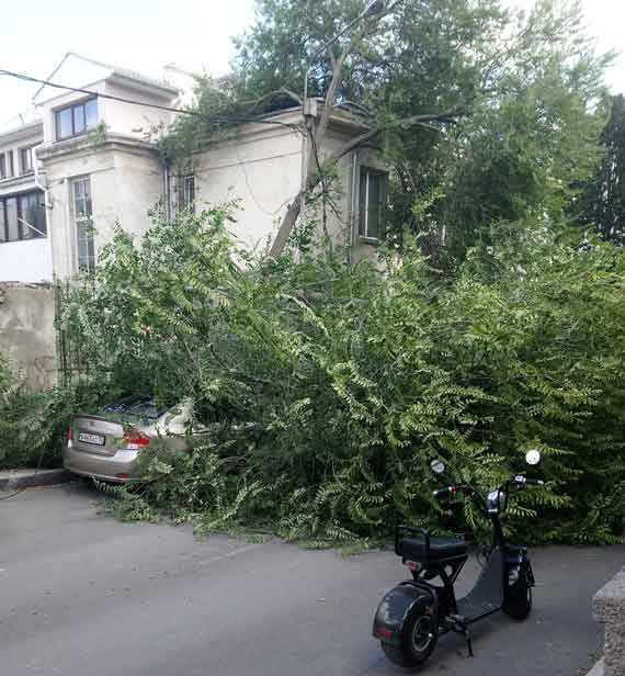 Упавшая старая акация повредила два припаркованных авто, но не задела людей.