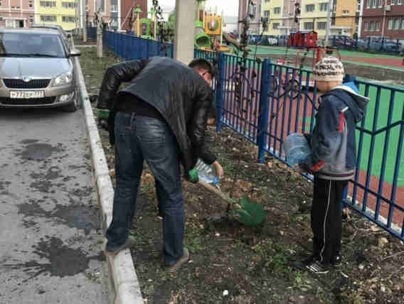 посадка деревьев, саженцы