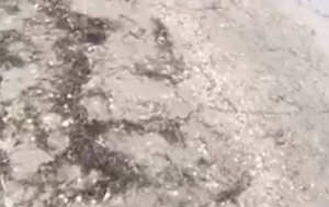 В Крыму берег косы Беляус в районе Донузлава усеян мертвыми утками