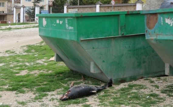 Сотрудники Учкуевского пляжа выбрасывают трупы дельфинов на мусорки