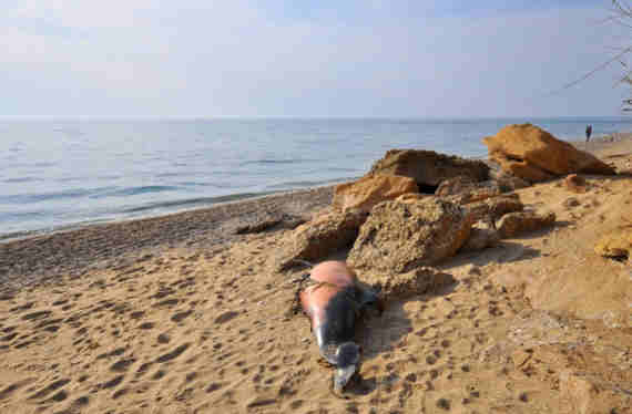 В прибрежной пляжной зоне жители поселка Кача обнаружили 18 мертвых дельфинов и забили тревог