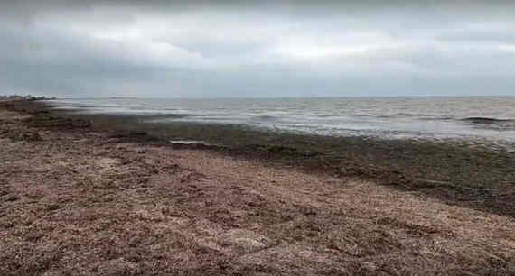 Добыча песка в акватории Бакальской косы может полностью уничтожить знаменитые местные пляжи. Кромка берега в селах, расположенных рядом с заповедником, уже затянута 