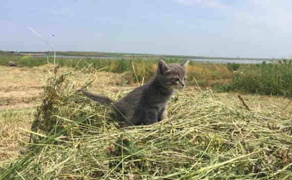 Животные преодолели путь в 200 км до вахты памяти Ак-Монай-2019. Котята живы, но сильно перепугались. Отмечается, что они залезли в машину еще в городе-герое.