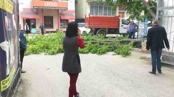 Дерево у Соловьёвского рынка в Севастополе упало