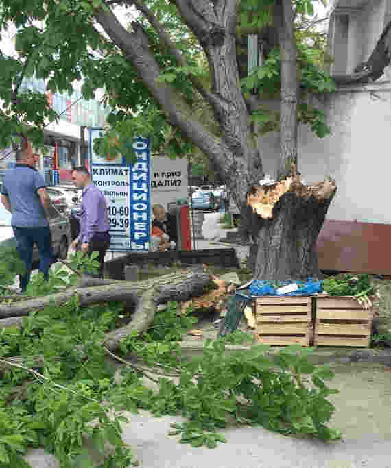 В Севастополе на улице Соловьёва, в районе дома № 4, отломилась ещё одна часть дерева, которым в январе придавило женщину.
