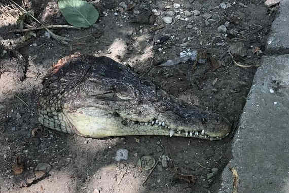 В одном из дворов Симферополя нашли две головы крокодилов