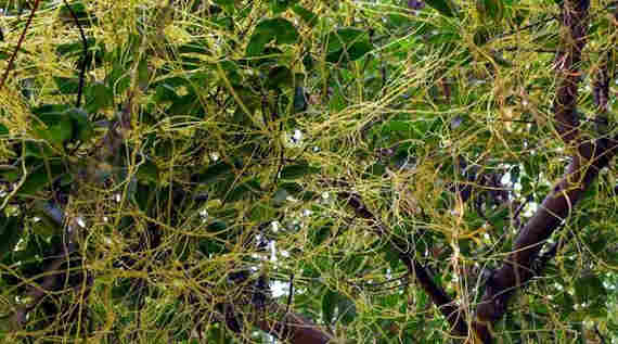 Повилика — сорняк, отнесенный к карантинным объектам. Повилика не имеет корней и листьев. Стебель нитевидный или шнуровидный, желтоватый, зеленовато-желтый или красноватый. Повилика обвивается вокруг растения-хозяина, внедряет в его ткань присоски и питается его соками