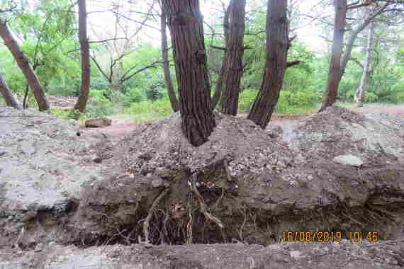 На озелененных территориях запрещается обнажать корни деревьев, засыпать шейки деревьев землей или строительным мусором