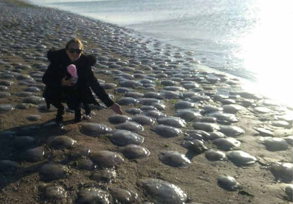 В поселке Мысовое Ленинского района тысячи крупных медуз оказались выброшены на берег