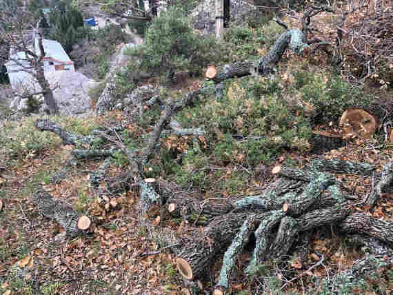 В Ласпи под Севастополем рубят краснокнижные деревья