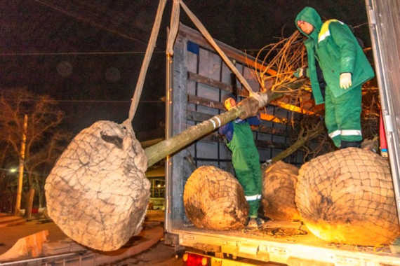 Высадку новых деревьев ведут по ночам, чтобы не пересекаться со строителями и их техникой