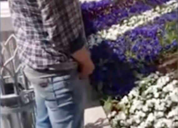 В Севастополе неизвестный выходец из Донецка средь бела дня решил справить малую нужду прямо на новенькую клумбу только что отреставрированной Большой Морской