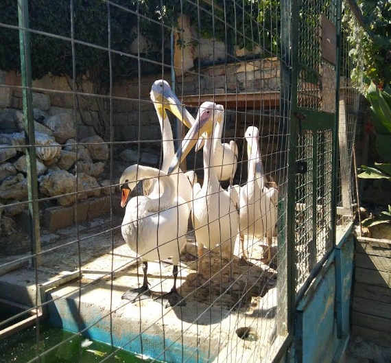 Представители надзорного ведомства нашли в частном зоопарке краснокнижных пеликанов