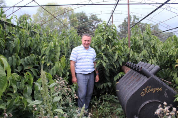 Саженцы азимины в питомнике 