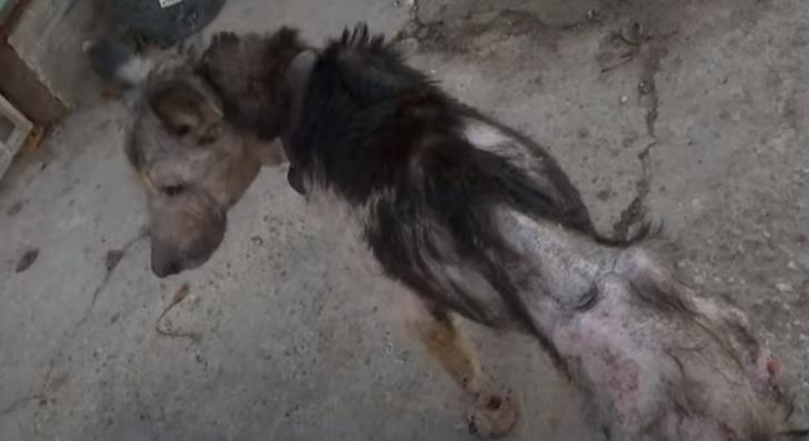 В Севастополе зоозащитники и журналисты обнаружили живые скелеты и трупы щенков в приюте для животных