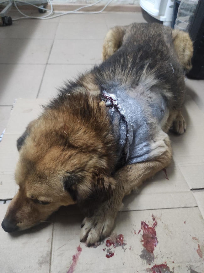ночью собаке стало плохо, она задыхалась. Схватили, повезли в больницу. Там ее опять резали, оперировали, дошивали