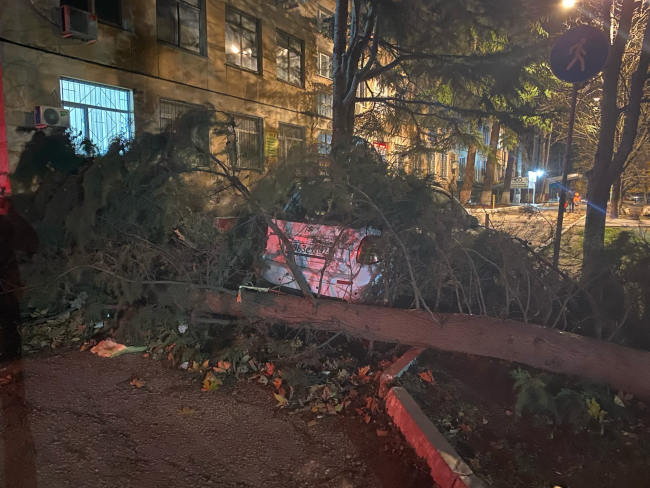 На проспекте Генерала Острякова упавшая сосна чудом не раздавила автомобиль