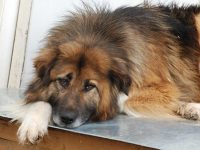 Севастопольские волонтеры на пожертвования стерилизовали более тысячи бездомных животных