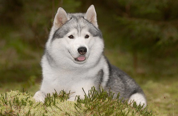 собака породы «Сибирский хаски»